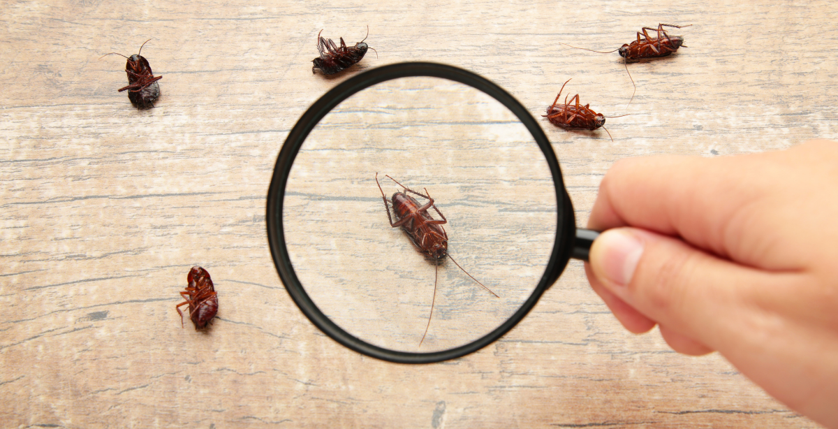 Tarsilo Control de Plagas | Cucarachas